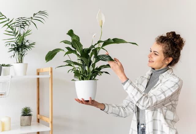 Easy Home Decor Ideas for Your Indoor Plants